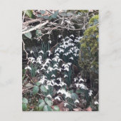 Spring Snowdrops Briefkaart (Voorkant)