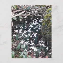 Spring Snowdrops Briefkaart