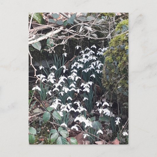 Spring Snowdrops Briefkaart (Voorkant)