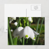 Spring Snowdrops Briefkaart (Voorkant / Achterkant)