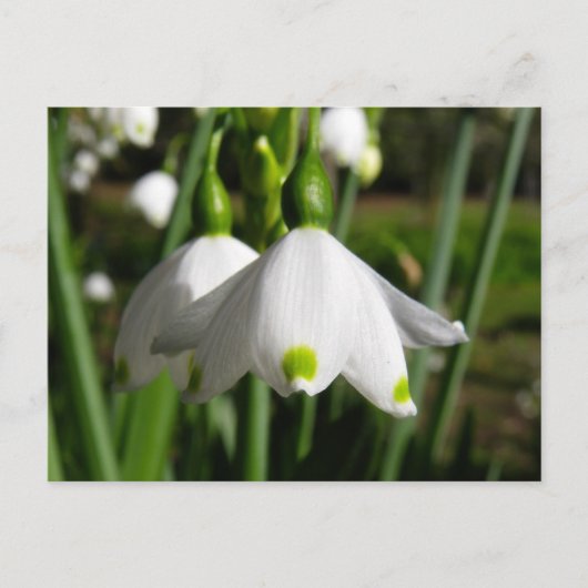 Spring Snowdrops Briefkaart (Voorkant)