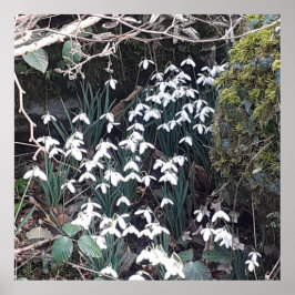 Spring Snowdrops Poster