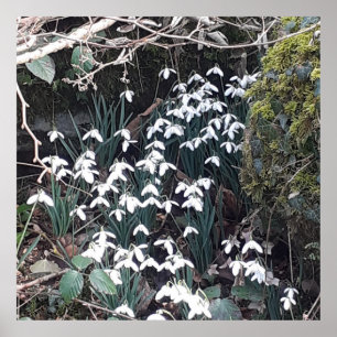Spring Snowdrops Poster