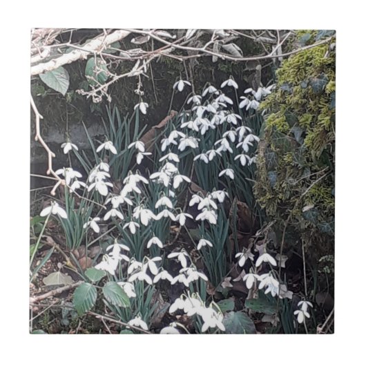 Spring Snowdruppels keramische tegel Tegeltje (Voorkant)