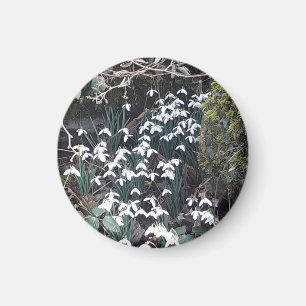 Spring Snowdrups Magnet
