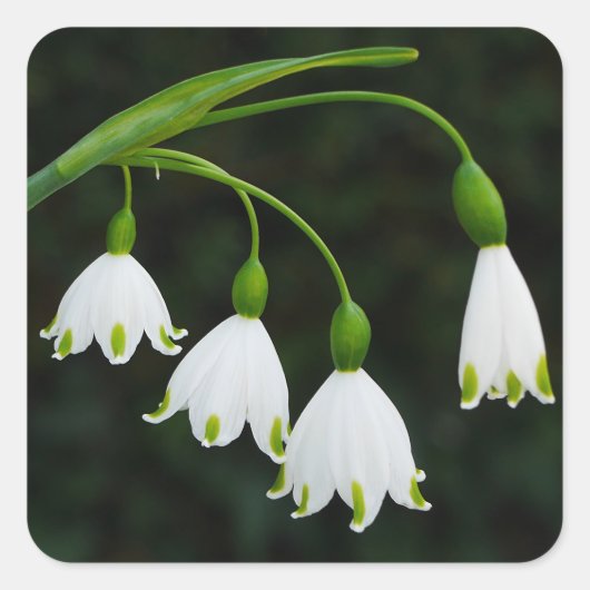 Spring Snowflake Flowers Sticker (Voorkant)