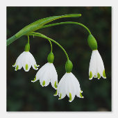 Spring Snowflake Flowers Wallpaper Behang (Voorkant)