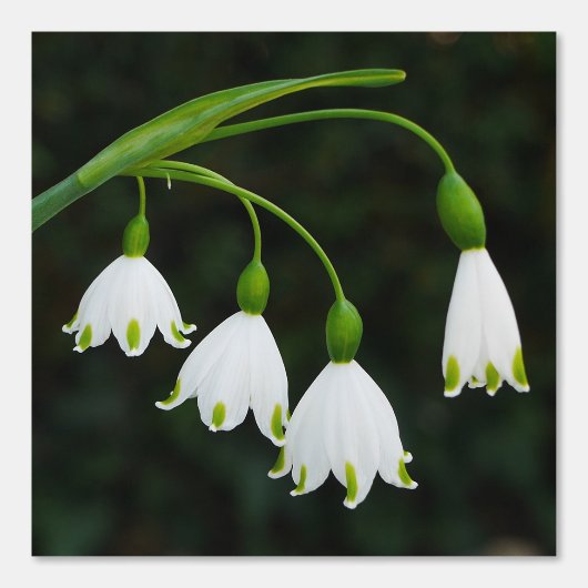 Spring Snowflake Flowers Wallpaper Behang (Voorkant)