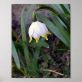 Spring Snowflake Leucojum vernum Flower Poster (Voorkant)
