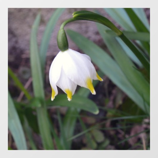 Spring Snowflake Leucojum vernum Flower Raamsticker (Vel)