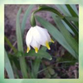Spring Snowflake Leucojum vernum Flower Raamsticker (Vel 3)