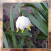 Spring Snowflake Leucojum vernum Flower Raamsticker (Vel 2)