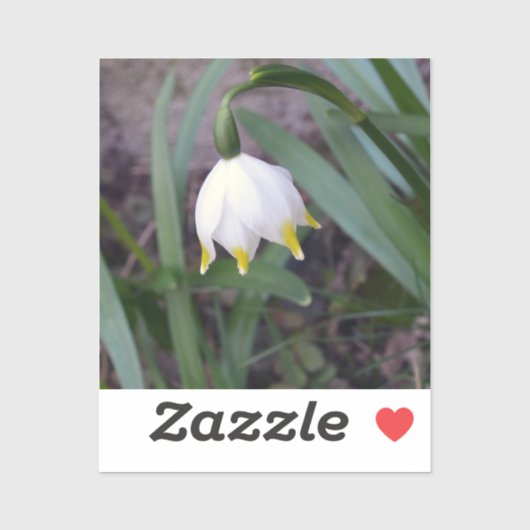 Spring Snowflake Leucojum vernum Flower Sticker (Vel)