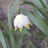 Spring Snowflake Leucojum vernum Flower Sticker (Voorkant)
