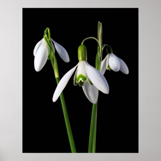 Spring Springs Eternal Poster (Voorkant)