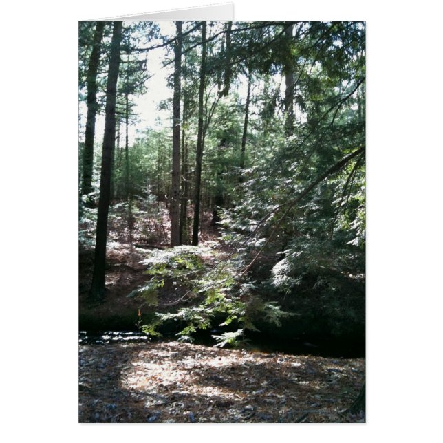 Spring Stroll (Voorkant)