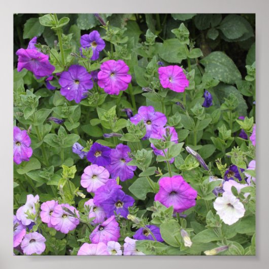 Spring Summer Floral Paars Petunia Flowers Decor Poster (Voorkant)