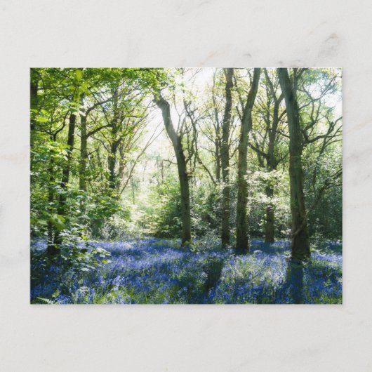 Spring Sunbeams Briefkaart (Voorkant)