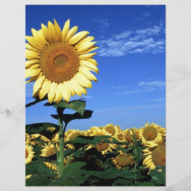 Spring Sunflower (Voorkant)