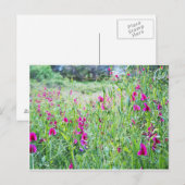 Spring Sweet Peas Briefkaart (Voorkant / Achterkant)