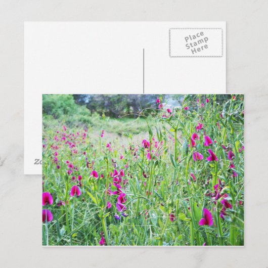 Spring Sweet Peas Briefkaart (Voorkant / Achterkant)