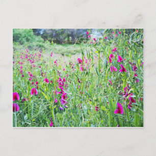 Spring Sweet Peas Briefkaart