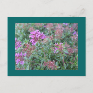 Spring Thyme Briefkaart