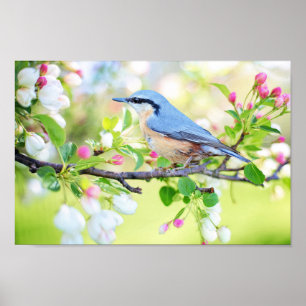Spring Time Bird Poster