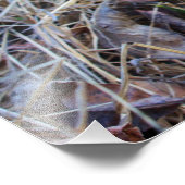 Spring Time Morel Mushroom Foto Afdruk (Hoek)