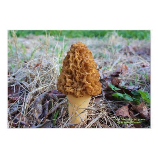 Spring Time Morel Mushroom Foto Foto Afdruk (Voorkant)