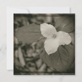 Spring Trillium Collodion Filter Notitiekaartje