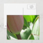 Spring Tulip Briefkaart (Voorkant / Achterkant)