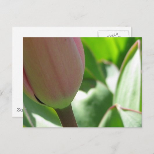 Spring Tulip Briefkaart (Voorkant / Achterkant)