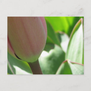 Spring Tulip Briefkaart