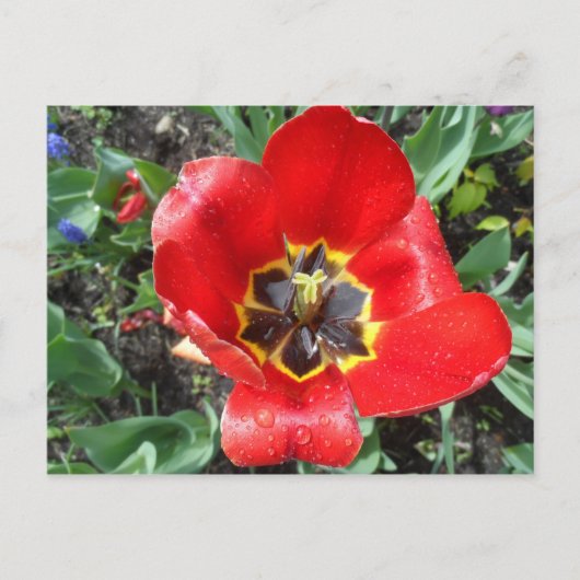 Spring Tulip Briefkaart (Voorkant)