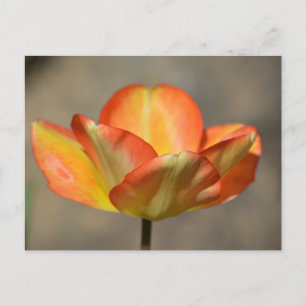 Spring Tulip Briefkaart