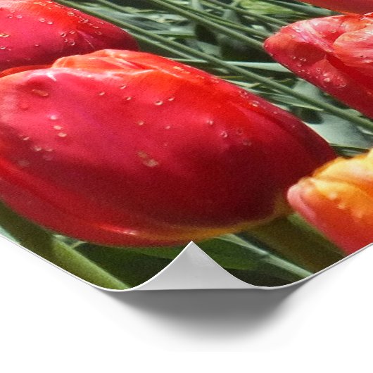 Spring Tulip Garden Poster (Hoek)