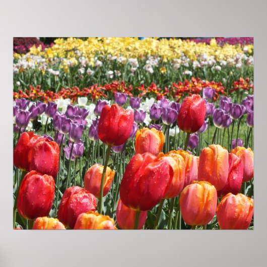 Spring Tulip Garden Poster (Voorkant)