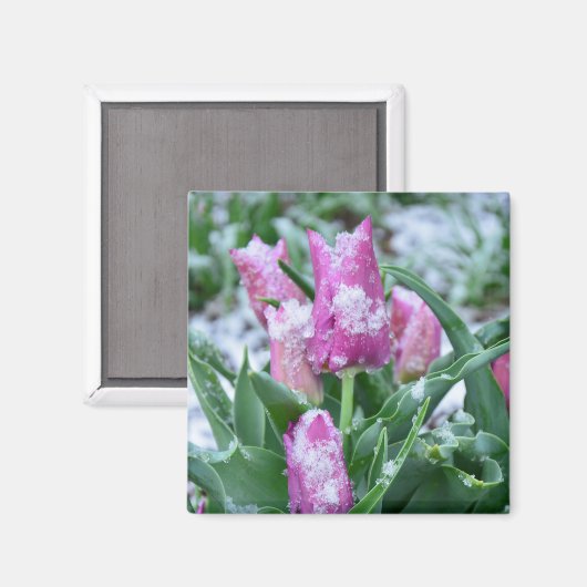 Spring Tulip Magnet (Voorkant / Achterkant)