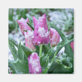 Spring Tulip Magnet (Voorkant)
