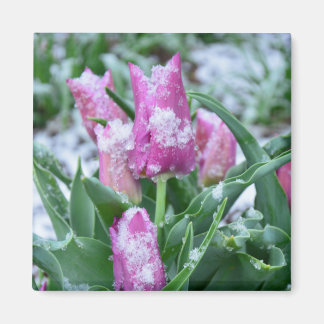 Spring Tulip Magnet