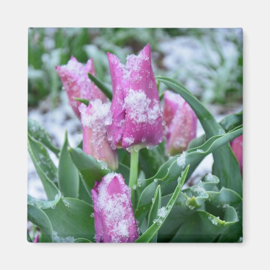 Spring Tulip Magnet (Voorkant)