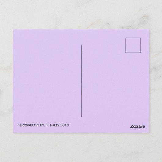 Spring Tulip Postcard Briefkaart (Achterkant)