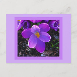 Spring Tulip Postcard Briefkaart