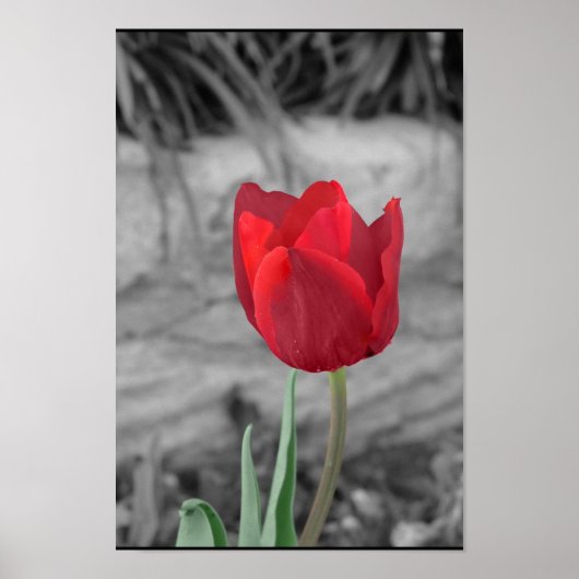 Spring Tulip Poster (Voorkant)