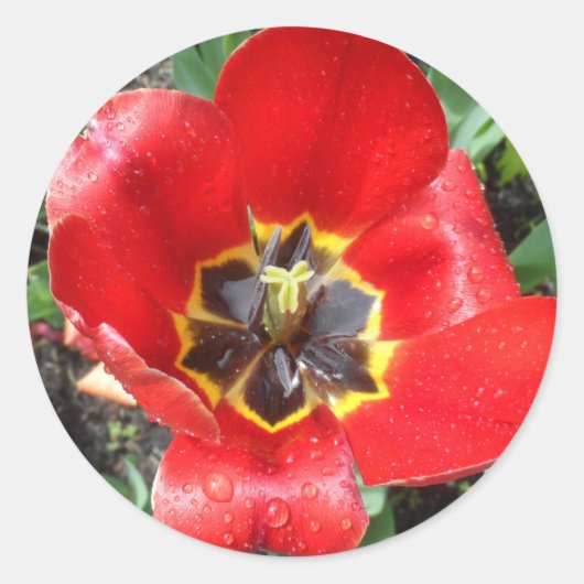 Spring Tulip Ronde Sticker (Voorkant)