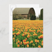 Spring tulips bloom in front of old barn. briefkaart (Voorkant / Achterkant)