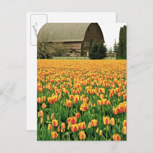 Spring tulips bloom in front of old barn. briefkaart (Voorkant / Achterkant)
