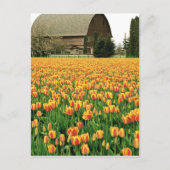 Spring tulips bloom in front of old barn. briefkaart (Voorkant)