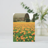 Spring tulips bloom in front of old barn. briefkaart (Staand voorkant)